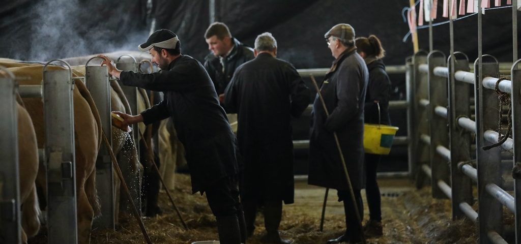 Marché des boeufs de Noël à Laissac (Aveyron) 2019