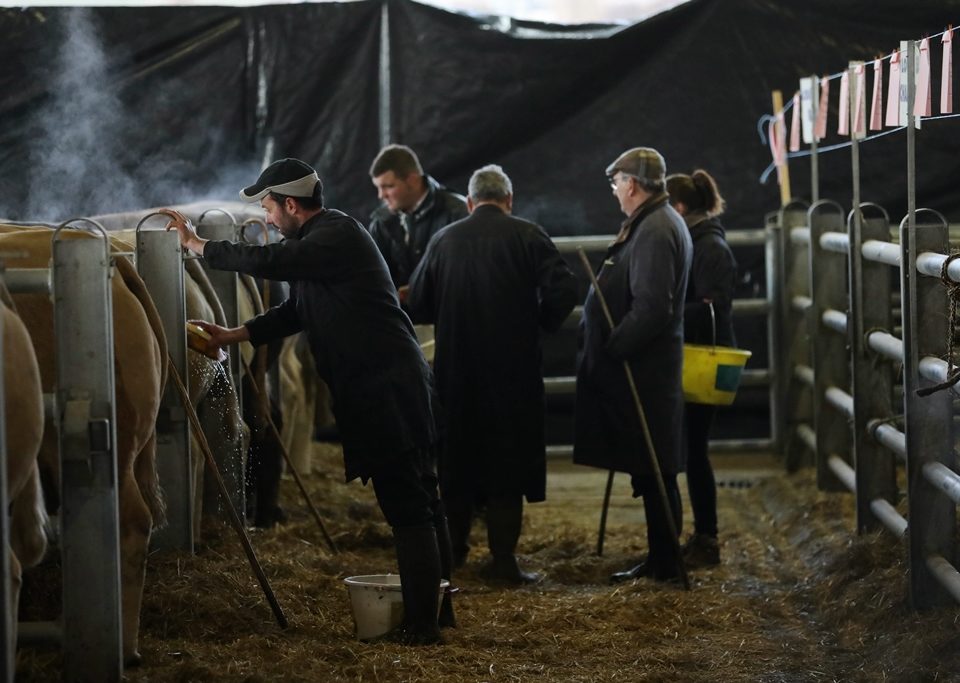 Marché des boeufs de Noël à Laissac (Aveyron) 2019