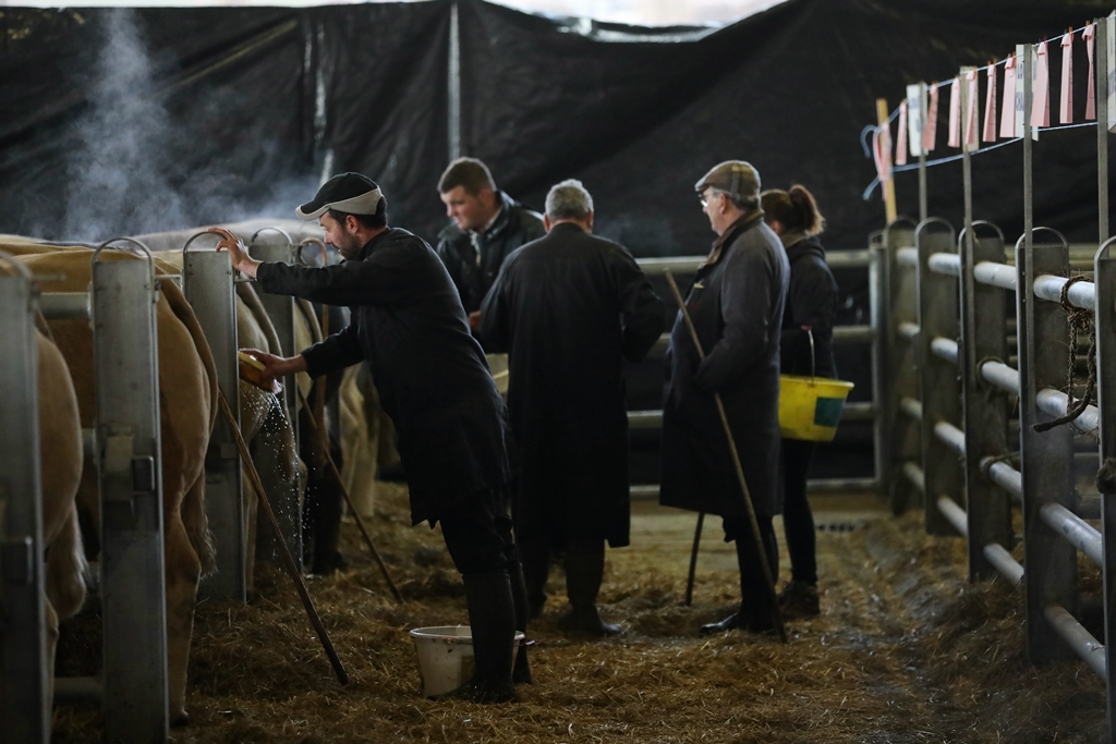 Marché des boeufs de Noël à Laissac (Aveyron) 2019